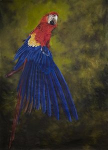 猩红金刚鹦鹉 2，2009 年（亚麻布上的丙烯颜料）