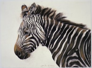斑马，2002 年（木炭和粉笔） 作者 奥迪尔·基德