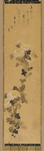 菊花，18-19世纪。 作者 绪方贤三