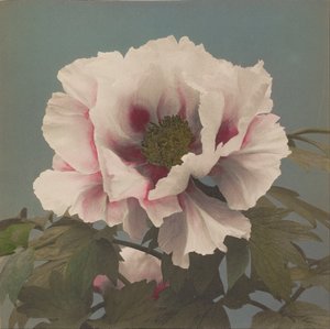 树柏尼 作者 小川和正