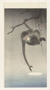猴子和月亮的倒影