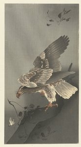 潜伏捕食的老鹰 作者 大原功臣