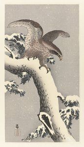 雪松上的鹰 作者 大原功臣