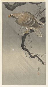 树枝上的鹰 作者 大原功臣