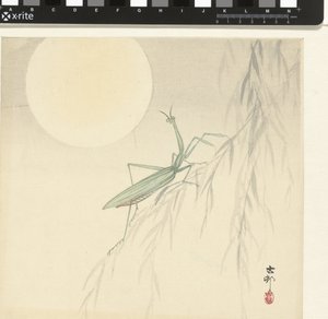螳螂 作者 大原功臣