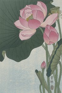 盛开的荷花，1920-30（彩色木刻）