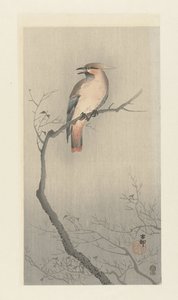 树枝上的波西米亚太平鸟 作者 大原功臣