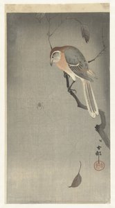 水牛伯劳和蜘蛛 作者 大原功臣