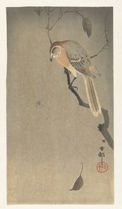 水牛伯劳和蜘蛛 作者 大原功臣