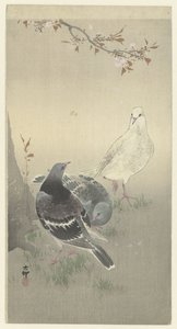 三只驯服的鸽子 作者 大原功臣