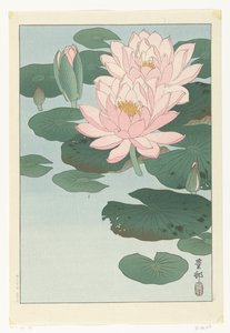 开花的睡莲 作者 大原功臣