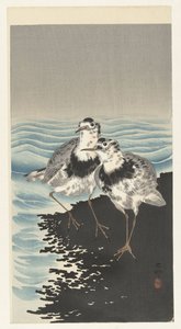 大冠鹬 作者 大原功臣