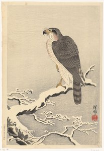 松树雪枝上的苍鹰 作者 大原功臣