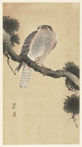 松枝上的苍鹰 作者 大原功臣