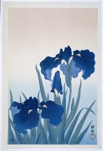 鸢尾花 作者 大原功臣