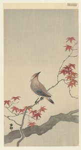 枫树上的日本鼠疫鸟。 作者 大原功臣