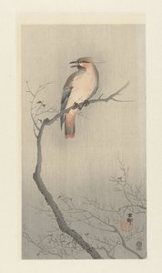 树枝上的日本鼠疫鸟 作者 大原功臣