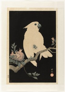 鹦鹉与石榴 作者 大原功臣