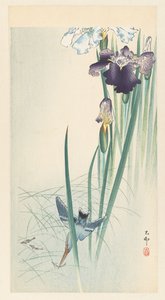 翠鸟和鸢尾花 作者 大原功臣