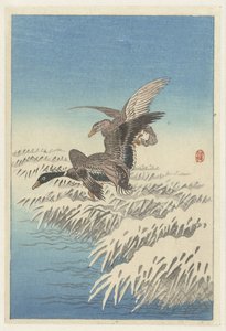 一对鸭子在雪白的芦苇丛中飞翔 作者 大原功臣