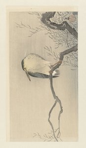 呱呱叫在飘忽不定的树枝上。 作者 大原功臣
