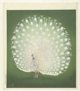 孔雀 作者 大原功臣