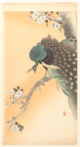 樱桃树上的孔雀 作者 大原功臣