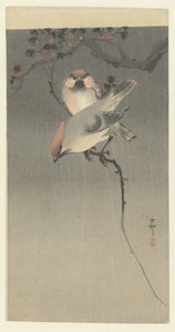 小霸王鸟 作者 大原功臣