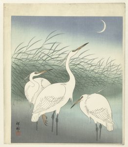 浅水区的苍鹭 作者 大原功臣