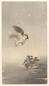 环麻雀与幼鸟 作者 大原功臣