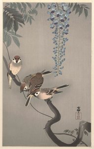 紫藤附近的环斑麻雀 作者 大原功臣
