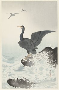 岩石上的红面鸬鹚 作者 大原功臣