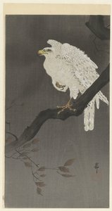 树枝上的雪鹰 作者 大原功臣