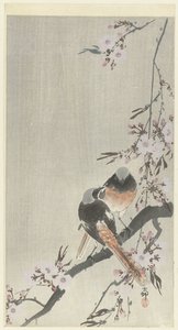 两只镜面红尾樱花 作者 大原功臣