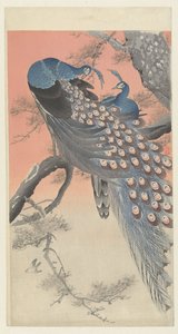 树枝上的两只孔雀 作者 大原功臣