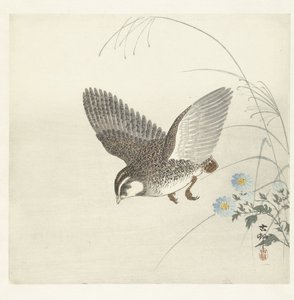 飞翔的鹌鹑 作者 大原功臣