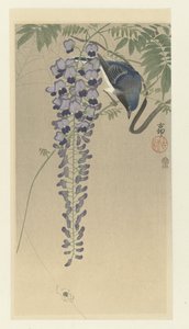 紫藤捕蝇器 作者 秋山布右卫门