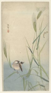 鸟和蝴蝶 作者 大原功臣