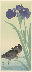 鸬鹚和鸢尾花 作者 大原功臣