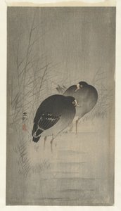 芦苇丛中的鸬鹚 作者 大原功臣