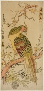 金鸡（Kinkeicho） 作者 奥村昌信