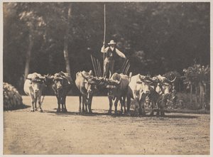 六牛队和他们的司机，约1853年。