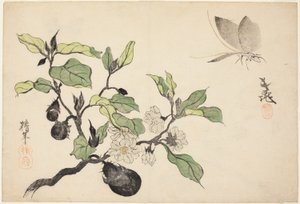 花果茄子 作者 大西知念