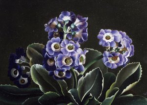 报春花静物