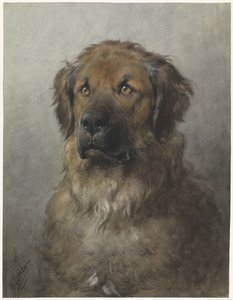 莱昂伯格犬的头部
莱昂伯格犬的头部，从正面看