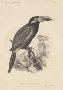 Selenidera Spectabilis，Bowo und Co.的Litho，1850 作者 奥托·科勒