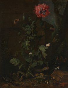 静物与罂粟，昆虫和爬行动物，约。 1670。