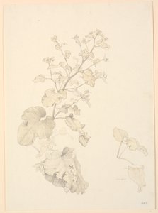 横跨植物 作者 PC Skovgaard