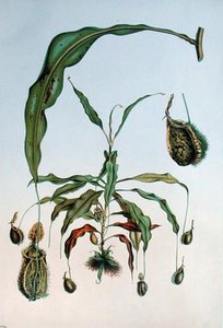 Nepenthes Hookeriana，来自E. Alphano的 "Les Promenades de Paris "的植物图版，由L. Stroobant雕刻，约1867-73年（彩色平印）。 作者 P.（后）兰博特