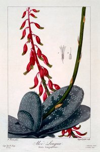Aloe lingua, pub.1836. 作者 Panacre Bessa